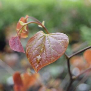 Cercis canadensis 'Forest Pansy' 150-175 cm